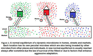 Figure 1: A normal equilibrium of a dynamic microbiome in homes, streets and markets. Each location has its own peculiar microbes which are also being invaded by other microbes from other places and individuals. A new normal equilibrium is usually reached always after sometime due the law of survival of the fittest or due to factors that enhance aggressive adaptation.