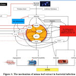 Figure 1: The mechanism of miana leaf extract in bacterial infection  