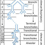 Figure 1: Schematic diagram of airway layout [36]
