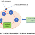 Vol14No1_Imp_Rai_fig1