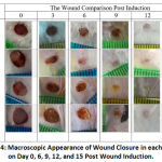 Figure 4: Macroscopic Appearance of Wound Closure in each Group on Day 0, 6, 9, 12, and 15 Post Wound Induction.