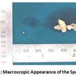 Figure 1: Macroscopic Appearance of the Specimen.