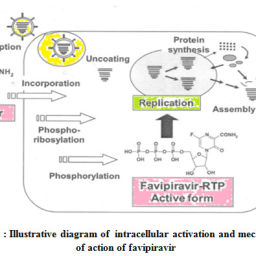 Pharmacological effects of Favipiravir on coronavirus: An update ...