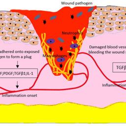 Growth Factors in Wound Healing – A Review – Biomedical and ...