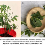 Figure 2: Katuk Leaves. Whole Plant (A) and Leaves (B)