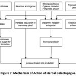 Figure 7: Mechanism of Action of Herbal Galactagogue.