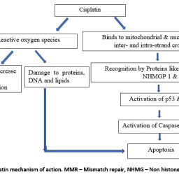Cisplatin Resistance in Ovarian Cancer: Classical Outlook and Newer ...