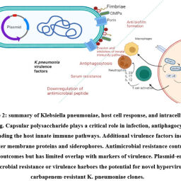 Review of Known and Unknown Facts of Klebsiella Pneumoniae and its ...