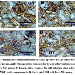 Vol15No4_Imp_Eha_fig3