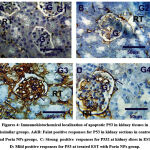 Vol15No4_Imp_Eha_fig4