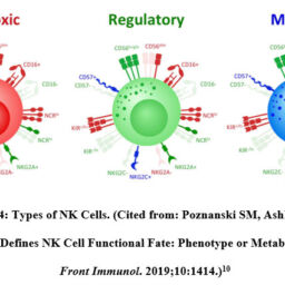 CD56 Expression on Natural Killer Cells and its Correlation with ...