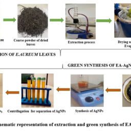 Antiproliferative Activity of Green Process Synthesized Epipremnum ...