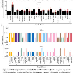 Identification of Novel Compounds Targeting the Liver X Receptor (LXR ...