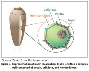 Merck Inulin Inulin and its Effect on Inflammation Markers: A Literature Review ...