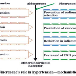 Mechanistic Understanding of Finerenone in Hypertension Management: A ...